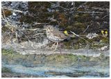 Śpiewak | Song thrush