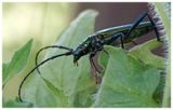 Wonnica piżmwka | Musk beetle