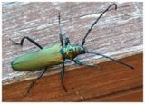 Wonnica piżmwka | Musk beetle