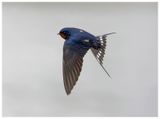 Jaskłka dymwka | Barn swallow