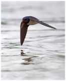 Jaskłka dymwka | Barn swallow