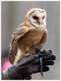 Płomykwka | Western barn owl