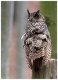 Puchacz | Eurasian eagle-owl