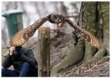 Puchacz | Eurasian eagle-owl