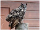 Puchacz | Eurasian eagle-owl