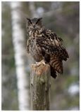 Puchacz | Eurasian eagle-owl