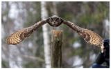 Puchacz | Eurasian eagle-owl