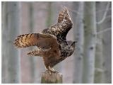 Puchacz | Eurasian eagle-owl