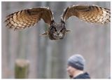 Puchacz | Eurasian eagle-owl