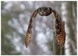 Puchacz | Eurasian eagle-owl