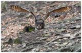 Puchacz | Eurasian eagle-owl