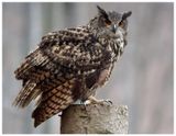 Puchacz | Eurasian eagle-owl