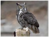 Puchacz wirginijski | Great horned owl