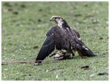 Rarg | Saker falcon