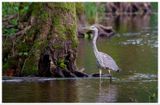 Czapla siwa | Grey heron