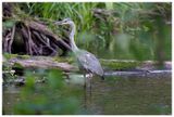 Czapla siwa | Grey heron