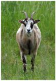 Koza | Goat