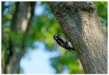 Dzięcioł duży | Great spotted woodpecker