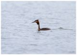 Perkoz dwuczuby | Great crested grebe