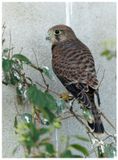 Pustułka | Common kestrel