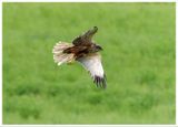 Błotniak stawowy | Marsh harrier
