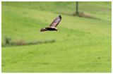 Błotniak stawowy | Marsh harrier