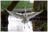 Czapla biała | Great Egret