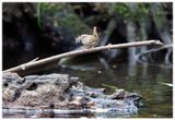 Strzyżyk | Eurasian wren