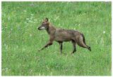 Szakal złocisty | Golden jackal