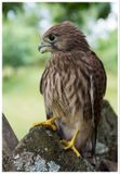Pustułka | Kestrel 