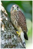Pustułka | Kestrel 