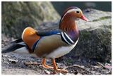 Mandarynka | Mandarin Duck