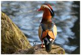 Mandarynka | Mandarin Duck