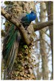 Paw indyjski | Indian peafowl