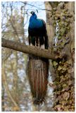 Paw indyjski | Indian peafowl