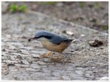 Kowalik | Eurasian nuthatch