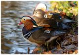 Mandarynka | Mandarin Duck
