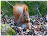 Wiewirka | Squirrel