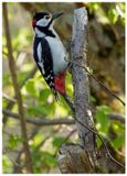 Dzięcioł duży | Great spotted woodpecker