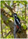 Dzięcioł duży | Great spotted woodpecker