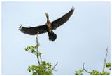 Kormoran | Cormorant