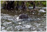 Bbr | Eurasian beaver