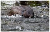 Bbr | Eurasian beaver