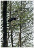 Bocian czarny | Black stork