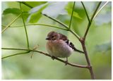Zięba | Eurasian chaffinch