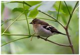 Zięba | Eurasian chaffinch