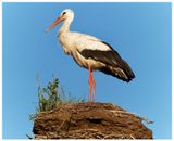 Bocian biały | White stork