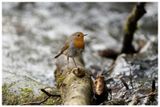 Rudzik | Robin