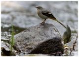 Pliszka grska | Grey Wagtail