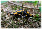 Salamandra | Salamander
